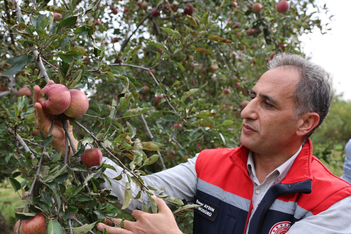 Kars’ta organik elma hasadı başladı