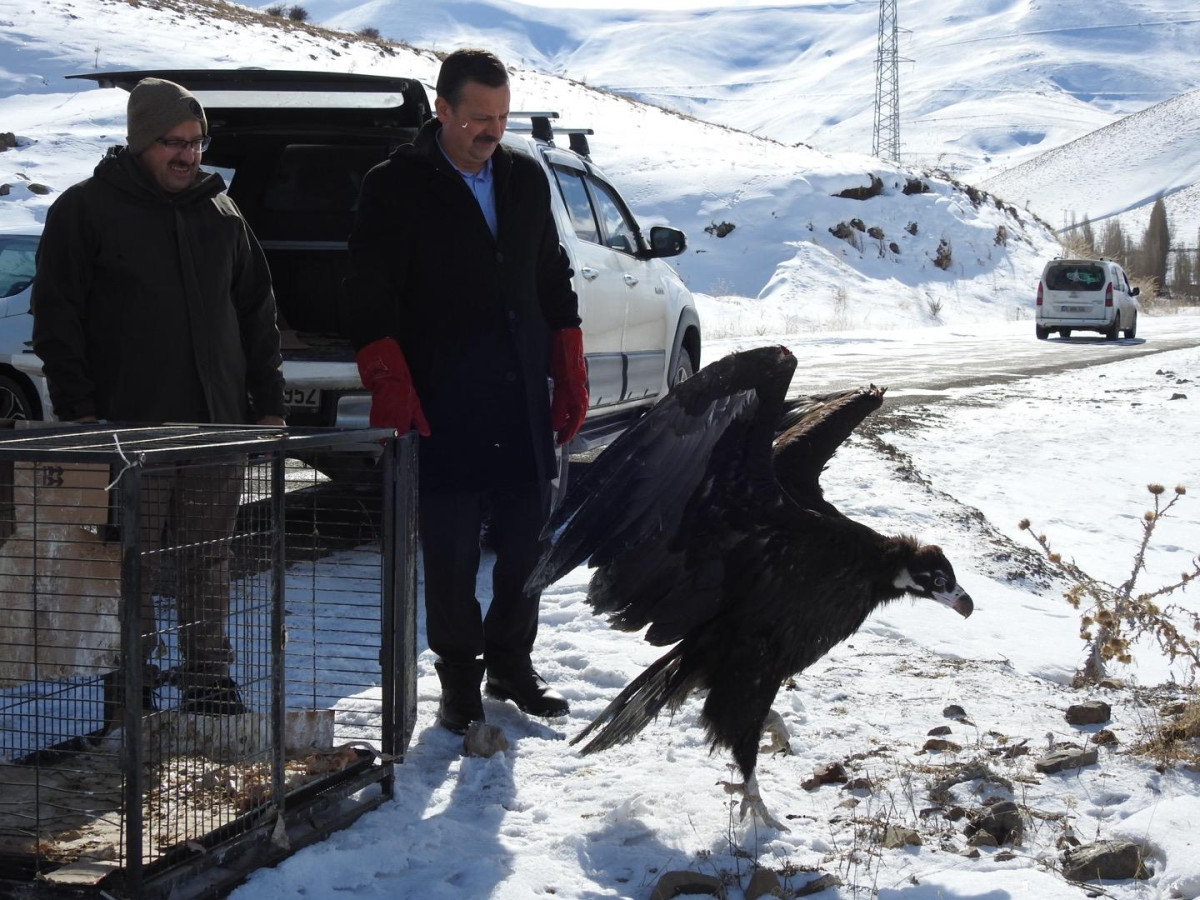 Kars'ta Tedavi Edilen Kara Akbaba, Erzurum'da Doğaya Salındı